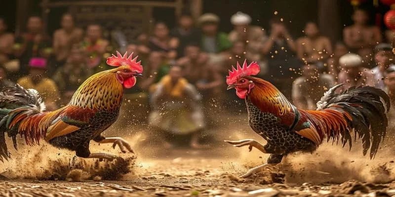 Đá Gà Cựa Sắt Là Gì?